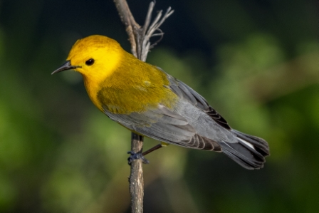 Prothonotary Warbler, Kishwakee River