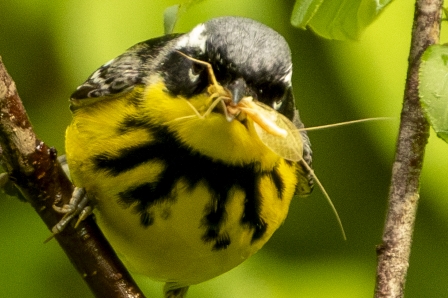 Magnolia Warbler with Insect, Prairie Park