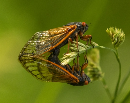 Red-Eyed Cicadas, Kishwaukee River State Fish an Wildlife Area