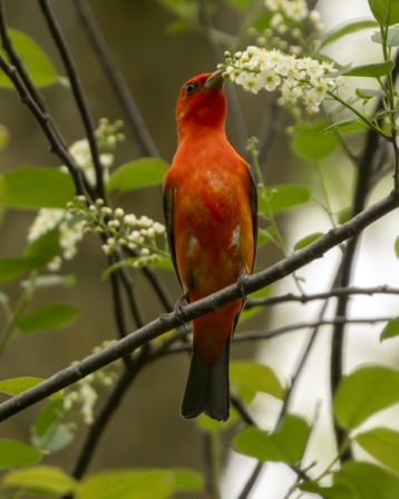 Scarlet Tanager, Prairie Park