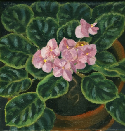 Around African Violets