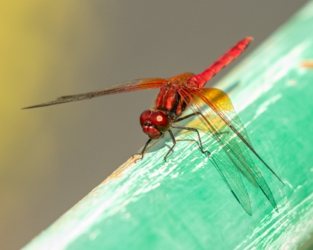 Aka Tombo Red Dragonfly, Kobe, Japan
