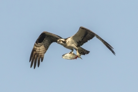 Osprey with Fish, Sachuest