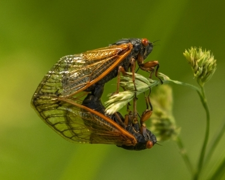 Red-Eyed Cicadas, Kishwaukee River State Fish and Wildlife Area