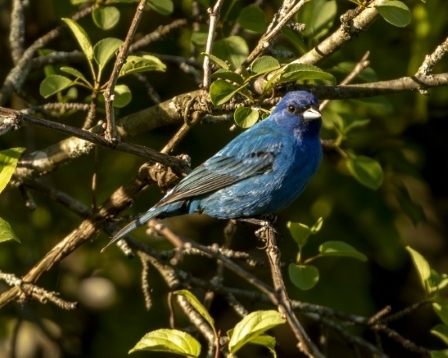 Indigo Bunting, Prairie Park